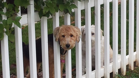 Entry image for Abby. Clicking this image will show a larger photo