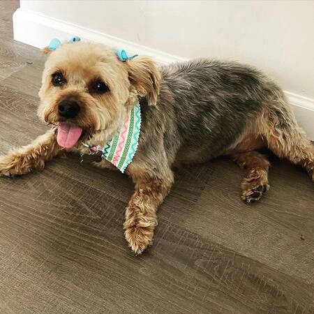 Entry image for Sophie. Clicking this image will show a larger photo