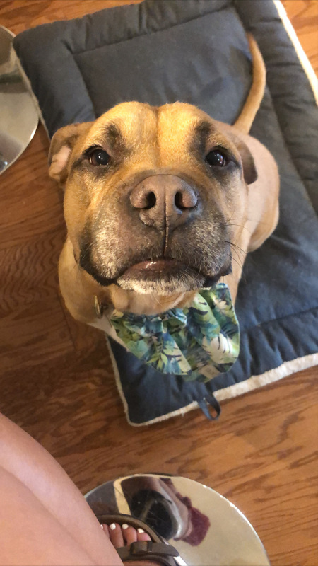 Entry image for Boomer . Clicking this image will show a larger photo