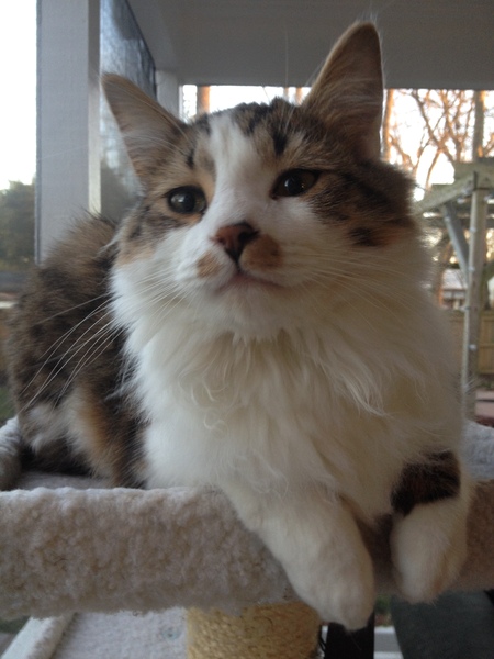 Entry image for Bugsy. Clicking this image will show a larger photo