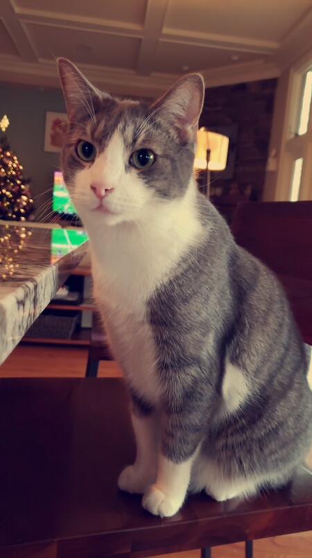 Entry image for FINNICK. Clicking this image will show a larger photo