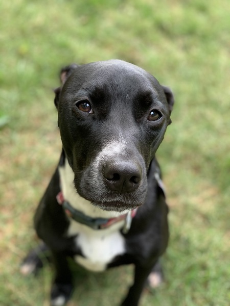 Entry image for Millie Olive Atwood. Clicking this image will show a larger photo