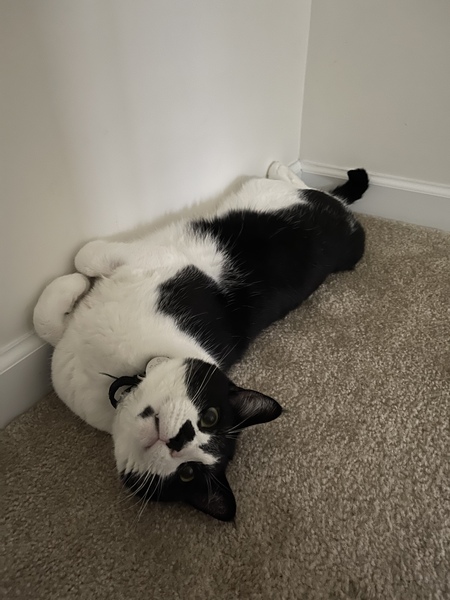 Entry image for Mr. Leo. Clicking this image will show a larger photo