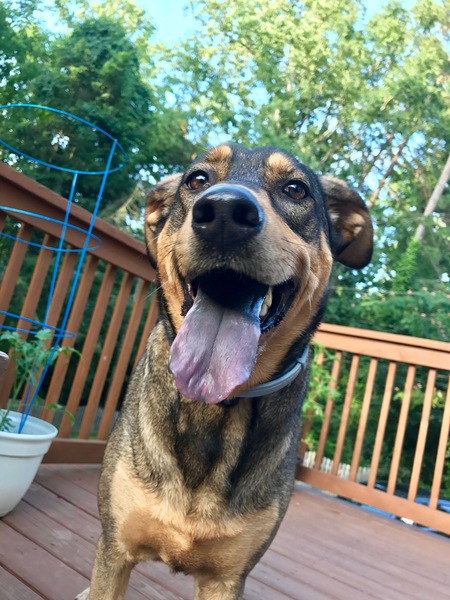 Entry image for Earl. Clicking this image will show a larger photo