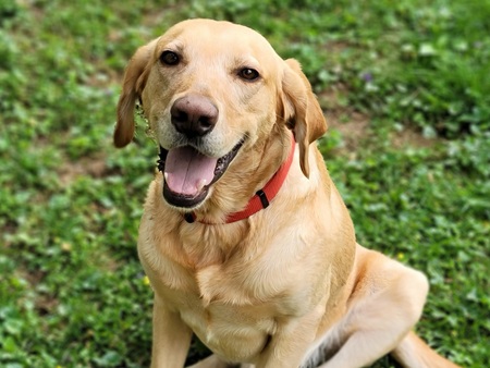 Entry image for Baloo. Clicking this image will show a larger photo