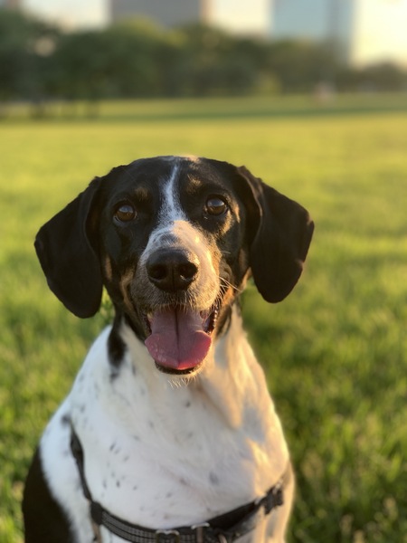 Entry image for Ginny. Clicking this image will show a larger photo