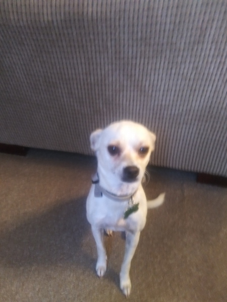 Entry image for Isabella. Clicking this image will show a larger photo