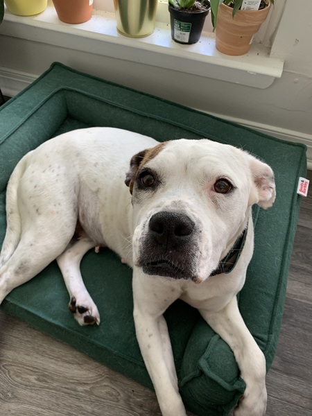 Entry image for Dixie . Clicking this image will show a larger photo