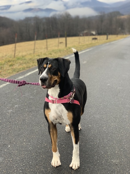 Entry image for Lola. Clicking this image will show a larger photo