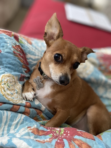 Entry image for Eli . Clicking this image will show a larger photo