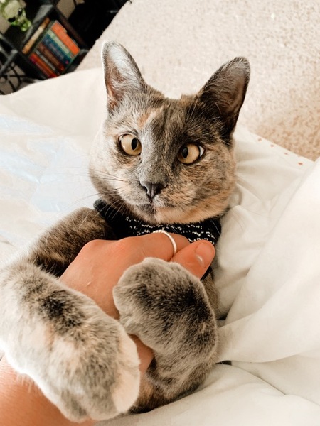 Entry image for Tonks . Clicking this image will show a larger photo