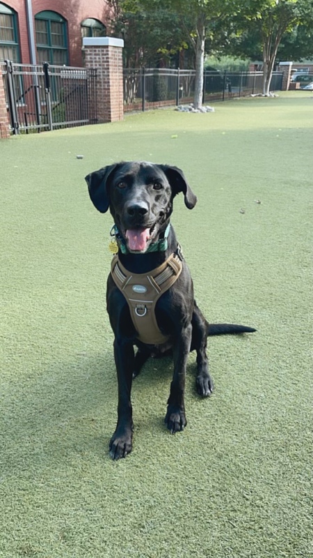 Entry image for Jake . Clicking this image will show a larger photo