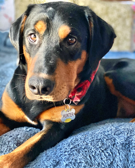 Entry image for Hunter . Clicking this image will show a larger photo