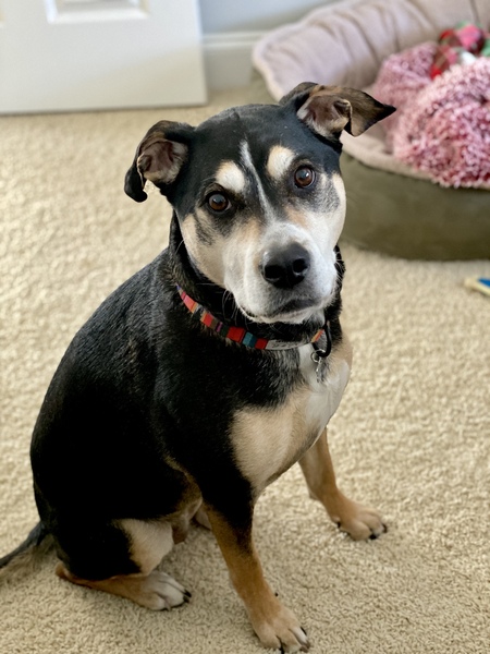 Entry image for Charlee . Clicking this image will show a larger photo