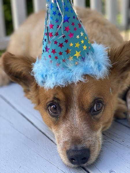 Entry image for Shiloh. Clicking this image will show a larger photo