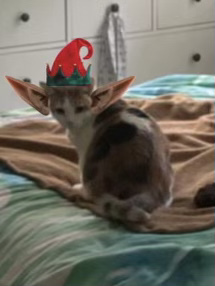 Entry image for Elsy / Elfy. Clicking this image will show a larger photo