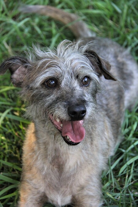 Entry image for Oscar. Clicking this image will show a larger photo