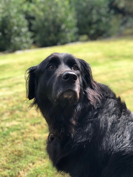 Entry image for Bear. Clicking this image will show a larger photo