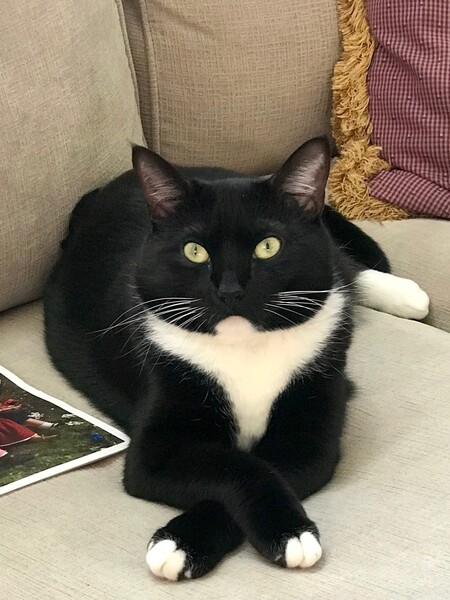 Entry image for Lulu Belle. Clicking this image will show a larger photo