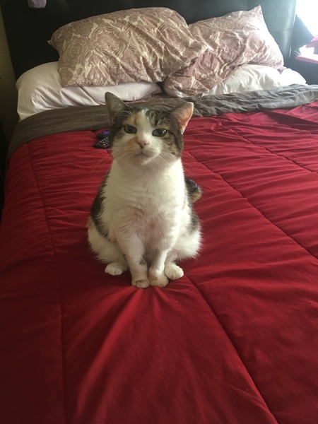 Entry image for Cali. Clicking this image will show a larger photo