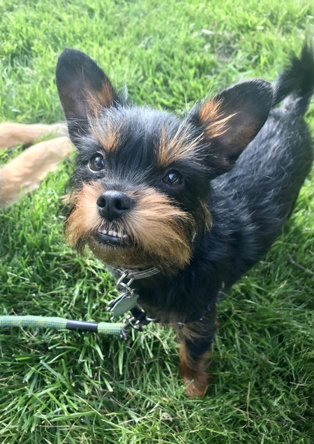 Entry image for Leo. Clicking this image will show a larger photo