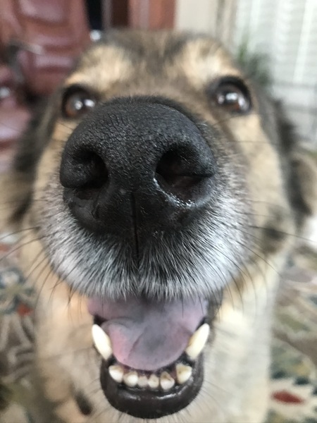 Entry image for Maggie. Clicking this image will show a larger photo