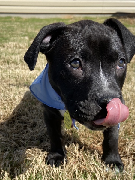 Entry image for Lola. Clicking this image will show a larger photo