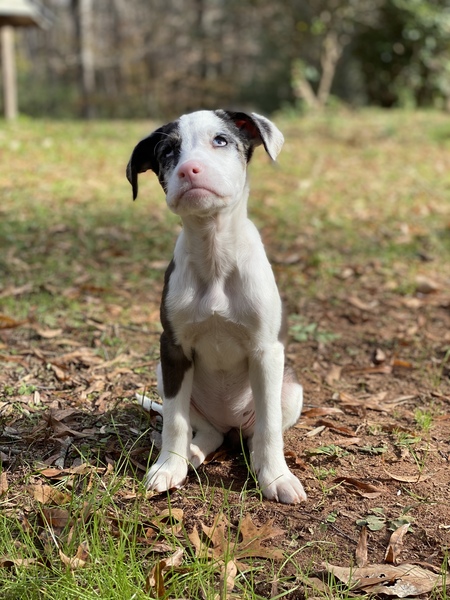 Entry image for Jubilee . Clicking this image will show a larger photo