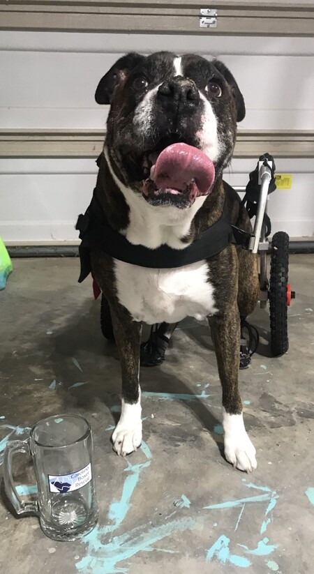 Entry image for Roscoe. Clicking this image will show a larger photo