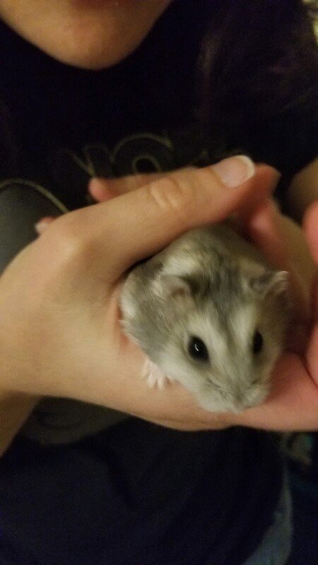 Entry image for Banksy. Clicking this image will show a larger photo