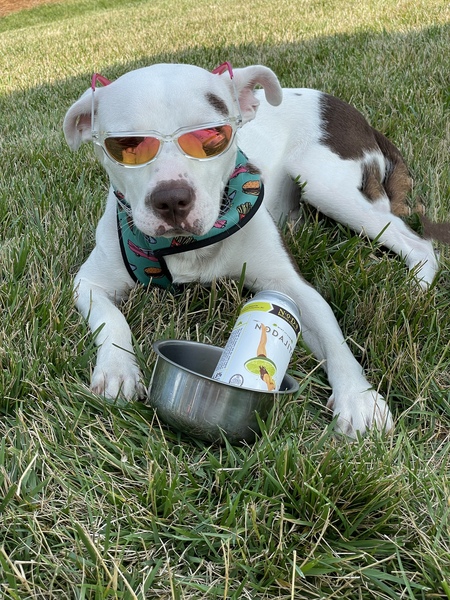 Entry image for Gus. Clicking this image will show a larger photo