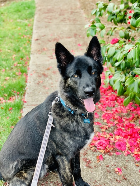 Entry image for Rambo “rainbow”. Clicking this image will show a larger photo