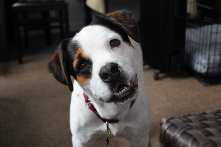 Entry image for Bronco. Clicking this image will show a larger photo