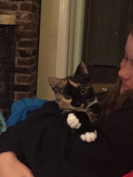 Entry image for Goose. Clicking this image will show a larger photo