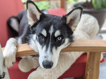 Entry image for Snowy. Clicking this image will show a larger photo