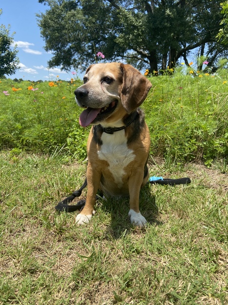 Entry image for Cooper. Clicking this image will show a larger photo