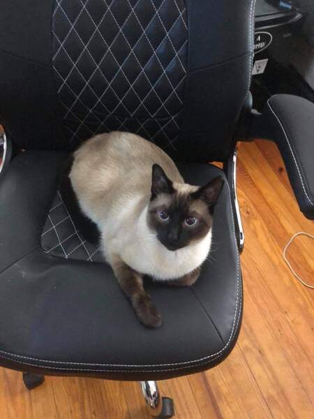 Entry image for Sammy. Clicking this image will show a larger photo