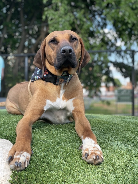 Entry image for Nala . Clicking this image will show a larger photo