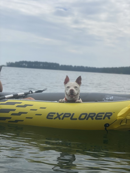 Entry image for Stella. Clicking this image will show a larger photo