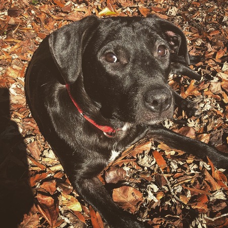 Entry image for Naya. Clicking this image will show a larger photo