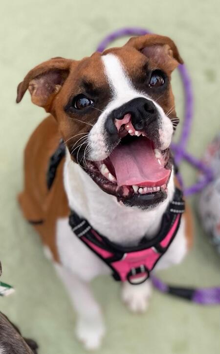 Entry image for Rayna Grace. Clicking this image will show a larger photo