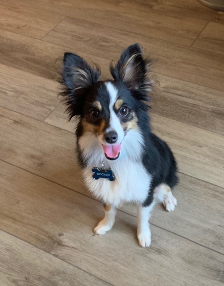 Entry image for Booker. Clicking this image will show a larger photo