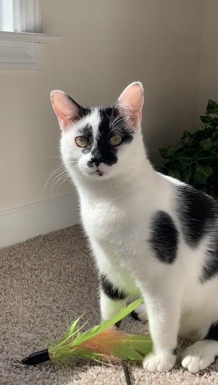 Entry image for Emmett. Clicking this image will show a larger photo