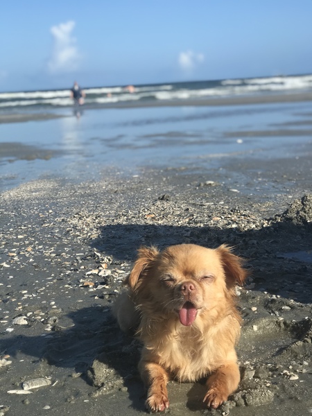 Entry image for Lucy. Clicking this image will show a larger photo