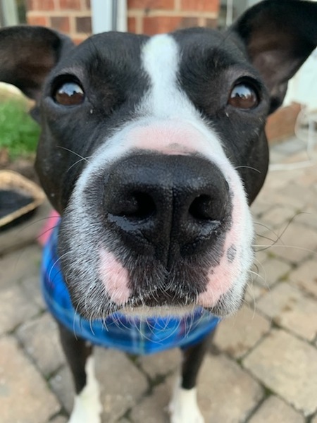 Entry image for Polly Scholle  (Scholle sounds like Polly). Clicking this image will show a larger photo