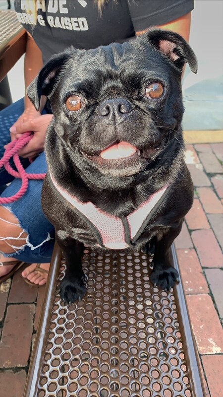 Entry image for Cookie. Clicking this image will show a larger photo