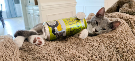 Entry image for Rory. Clicking this image will show a larger photo