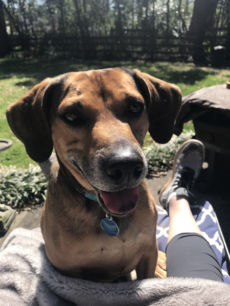 Entry image for Opie. Clicking this image will show a larger photo