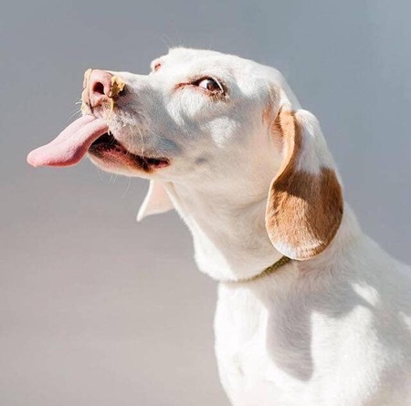 Entry image for Patch O'Houlihound Thibodeau . Clicking this image will show a larger photo