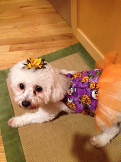 Entry image for Lacey. Clicking this image will show a larger photo